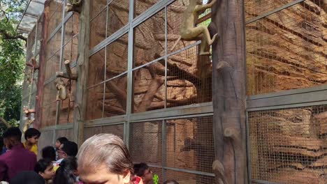 Video-Shot-Of-Monkey-Cage-In-Zoo-At-Byculla-Zoo-Or-Victoria-Gardens-Veermata-Jijabai-Bhonsale-Udyan-Bombay-Mumbai