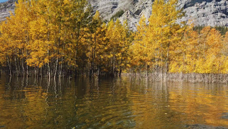Bäume-In-Schöner-Herbstfarbe-Aus-Dem-Wasser-Des-Abraham-Lake,-Alberta,-Kanada