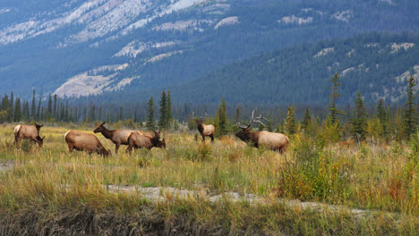 Elk-Herd-Walking-And-Grazing-In-The-Meadow-With-Mountains-In-The-Background-In-Alberta,-Canada