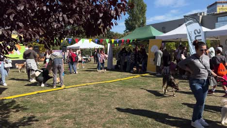 Dog-festival-dedicated-to-games,-fun,-treats,-products,-and-services-for-dogs
