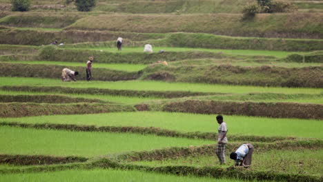 People-farming-in-remote-rural-area,-Rwanda,-Africa