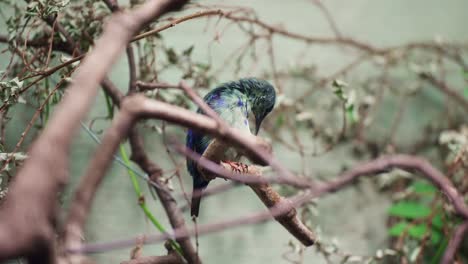 Lila-Sunbird-Männchen,-Das-Federn-Putzt-Oder-Pflegt,-Thront-Auf-Einem-Ast