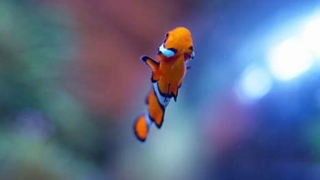 Clownfish-or-Anemonefish-Close-up