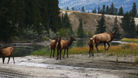Small-herd-of-Rocky-Mountain-elk-graze-near-pond-during-mating-season,-Alberta,-Canada