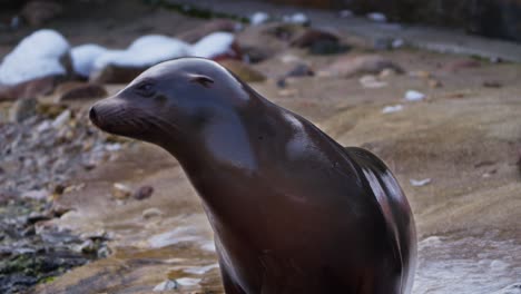 Portrait-of-Female-California-Sea-Lion-Looking-at-Camera-Sitting-at-Winter-Shore-and-Turning-the-Head-With-Opened-Mouth