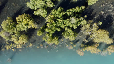 Bird's-eye-view-above-trees-growing-on-shore-of-Abraham-Lake,-Alberta,-Canada
