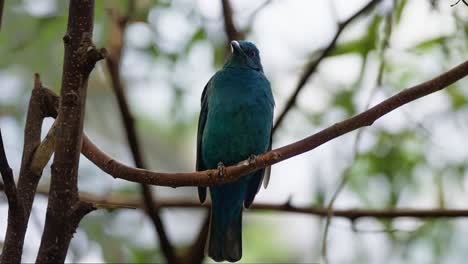 Pájaro-Azul-Hada-Asiático-Posado-En-Una-Rama-De-árbol---Primer-Plano