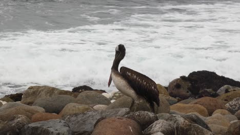 A-pelican-standing-on-rocks-in-the-ocean-shore