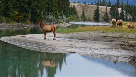 Weiblicher-Elch,-Der-Am-Ufer-Des-Flusses-Mit-Reflexion-Im-Wasser-In-Alberta,-Kanada-Steht