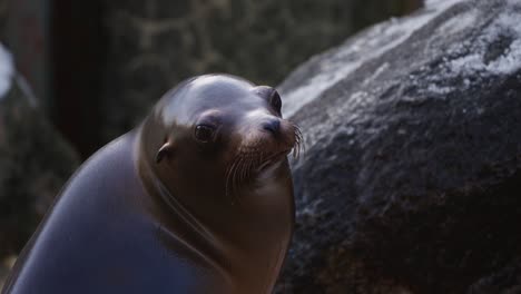 Head-Close-up-of-Female-California-Sea-Lion-Grinning-and-Breathe-Out-Cold-Air-While-Facing-Camera-Sitting-at-Winter-Zoo-by-Large-Rocks