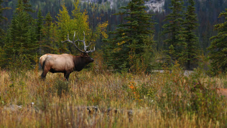 Adult-Elk-Standing-In-The-Fields-During-Rut-Season-In-Alberta,-Canada