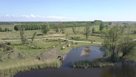 Aerial-view-of-wild-Konik-horses-in-National-Park-Oostvaarders-plassen,-Flevoland,-the-Netherlands