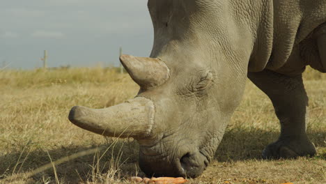 Rinoceronte-Blanco-Del-Norte-Hembra-En-Peligro-De-Extinción-En-Ol-Pejeta,-Kenia