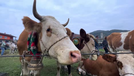 White-and-brown-cows-mooing-with-cowbells-at-livestock-fair-and-people-in-background