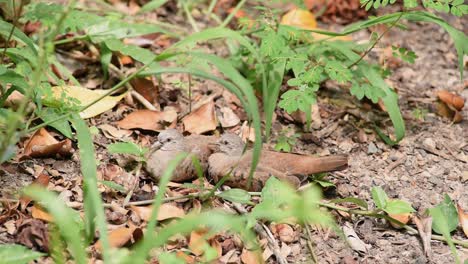 Ruddy-Ground-Dove-couple-camouflaged-among-leaves-on-forest-floor