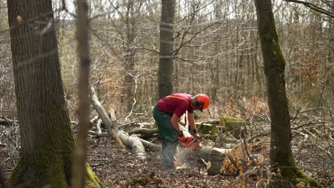 Lumberjack-Using-Chainsaw-To-Cut-Fallen-Tree-In-Forest-In-Taunus,-Germany
