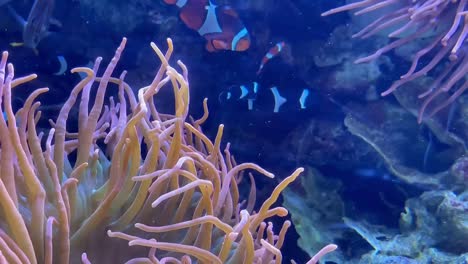 Buntes-Tropisches-Fischaquarium-Mit-Clownfisch-Und-Gelbem-Tang
