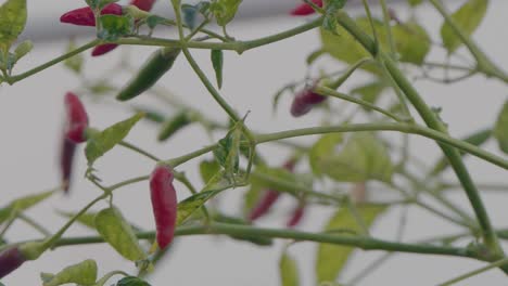 Rote-Und-Grüne-Chilischoten-Wiegen-Sich-Im-Wind-Auf-Einer-Chilipflanze