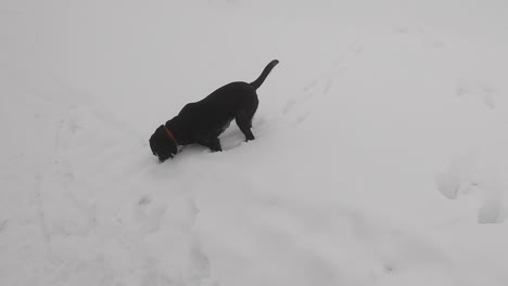 Dog-with-snow-on-its-face-jumping-on-a-fresh-snow-on-a-foggy-mountain