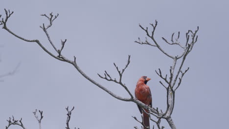 Ein-Roter-Kardinalvogel-Auf-Einem-Baumzweig-Sieht-Sich-Um-Und-Fliegt-Dann-In-Zeitlupe-Davon