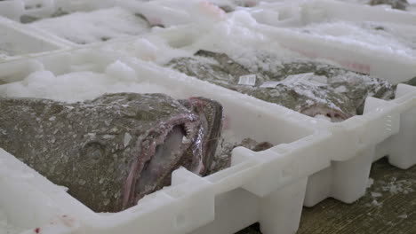 Fresh-monkfish-packed-in-ice-in-plastic-containers-inside-Fraserburgh-harbour-fish-market,-Aberdeenshire,-Scotland