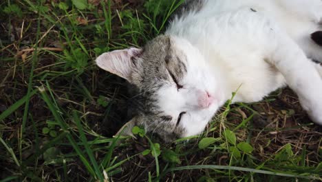 Cat-resting-in-the-grass-on-summer-time