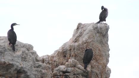 Gruppe-Von-Meeresvögeln-Auf-Einem-Felsen