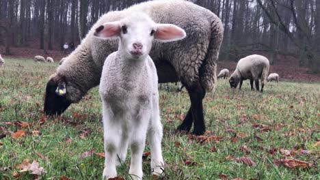 Curious-newborn-lamb-with-mother
