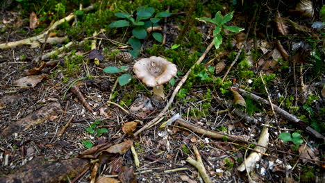 Mushroom-on-forest-floor,-close-up,-high-angle-from-above,-4k