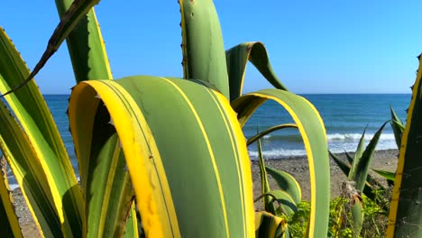 Green-and-yellow-cactus-agave-plant-at-the-beach-with-blue-sky-in-Marbella-Estepona,-Spain,-4K-static-shot