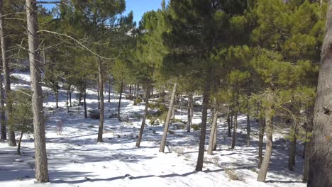 Aerial-shot-among-pines-in-a-snowed-forest-on-a-sunny-day