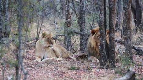 Two-golden-African-Lions-lie-peacefully-in-Tambotie-forest-trees