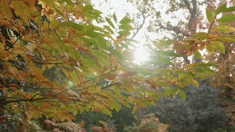 Herbst---Sonnenlicht-Bricht-Durch-Die-Bäume,-Während-Die-Kamera-Um-Einen-Ast-Herumschwenkt