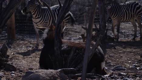 Zebrazittern-In-Gefangenschaft-Mit-Anderen-Tieren