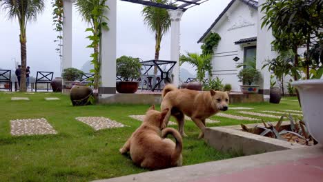 Two-Shiba-Inu-dog-males-playing-on-the-gardens-of-Karst-Villas,-handheld-low-shot