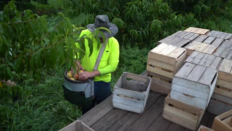 Farmer-carries-freshly-picked-peaches-over-to-the-tractor-and-puts-them-into-wooden-crates