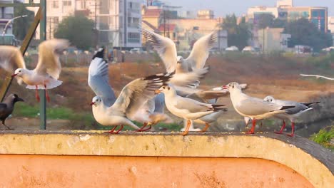 Beautiful-group-of-seagulls-and-Slender-billed-Gulls-eating-Indian-snacks-called-"gathiya"-eating-on-wall-near-a-lake-shore