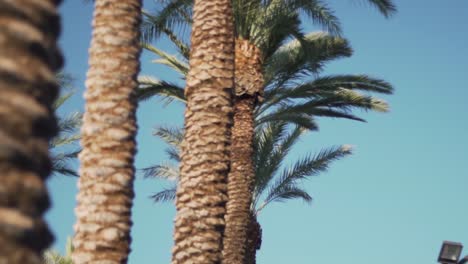Row-of-Royal-Palm-Trees,-Close-Up