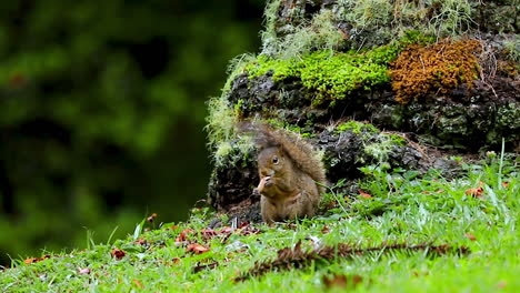 Eichhörnchen,-Das-In-Einem-Wald-Isst