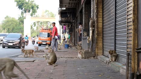 Tribe-Of-Macaque-Monkeys-Gather-On-The-Streets-Of-A-Thailand-City