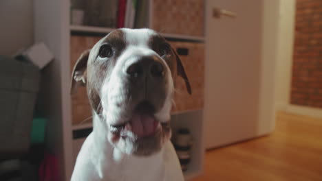 Boxer-mix-puppy-excited-and-barking-at-the-camera