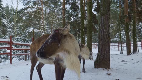 Low-angle-close-view-of-the-face-of-a-female-reindeer