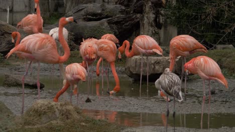 Stativaufnahme-Einiger-Flamingos,-Die-In-Einem-Teich-Fressen