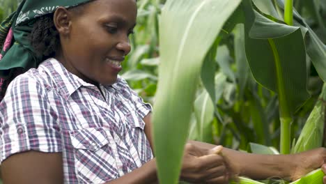 A-close-up-shot-of-an-African-womans-hand-picking-corn-from-a-stalk-and-then-panning-to-her-face