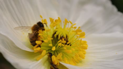 Close-up-of-a-honey-bee-gathering-pollen,-with-other-insects