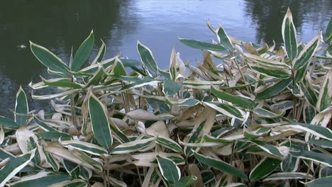 Variegated-ornamental-grass-grows-beside-a-pond