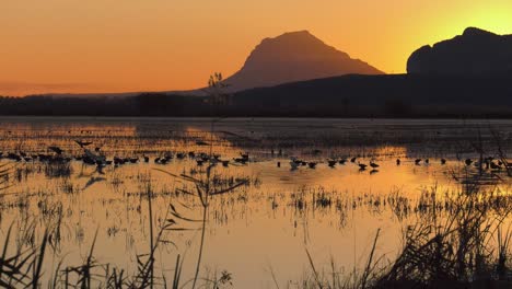 Waterbirds-on-rice-fields-at-dawn,-Spain