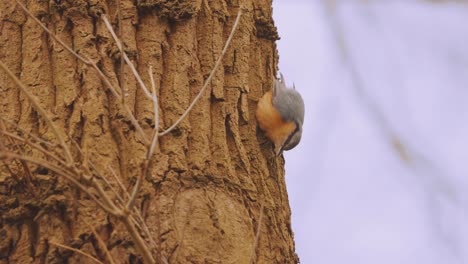Eurasian-Nuthatch-Looking-For-Insects-On-Tree-Bark-Trunk