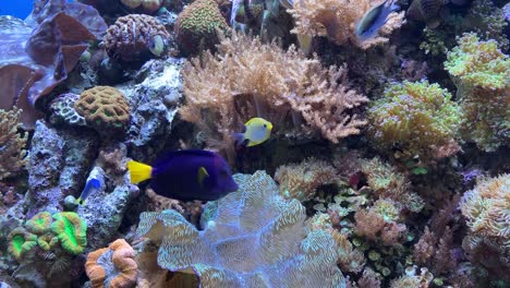 Ein-Helles-Und-Farbenfrohes-Tropisches-Fischaquarium
