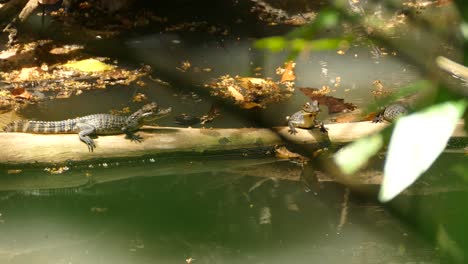 Motionless-alligator-cubs-on-tree-branch-in-river